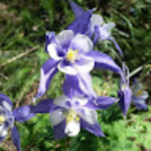 Meet your Posher, Karlie